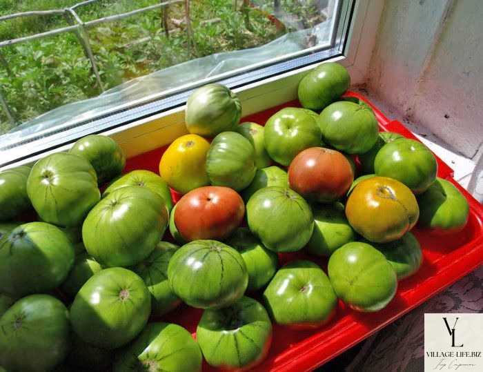 Дозрівання зелених помідорів удома - 4 способи