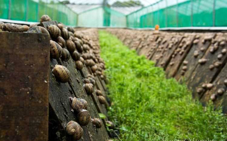 Равликова ферма в селі Довжанка - Де в Тернополі відпочити