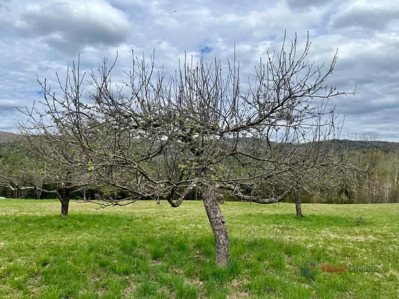 Гола яблуня в весняному саду з зеленими полями і горами