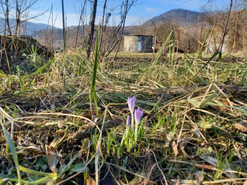 Крокуси, підсніжники