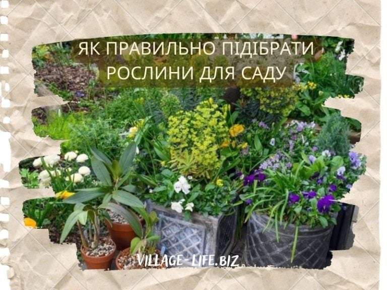 Як вибрати рослини для саду: поради від досвідченого дендролога 