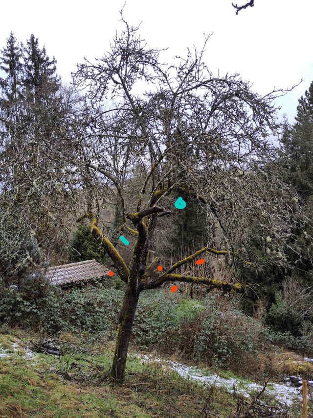 Огляд яблуні перед обрізкою