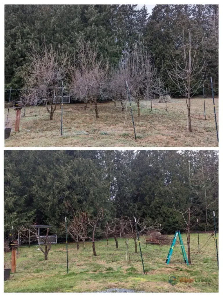 Порівняння яблуневого саду до і після весняної обрізки — різниця в освітленості та структурі крони очевидна