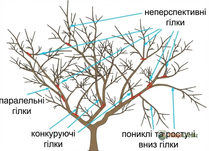 схема молодої яблуні з позначеними гілками для обрізки