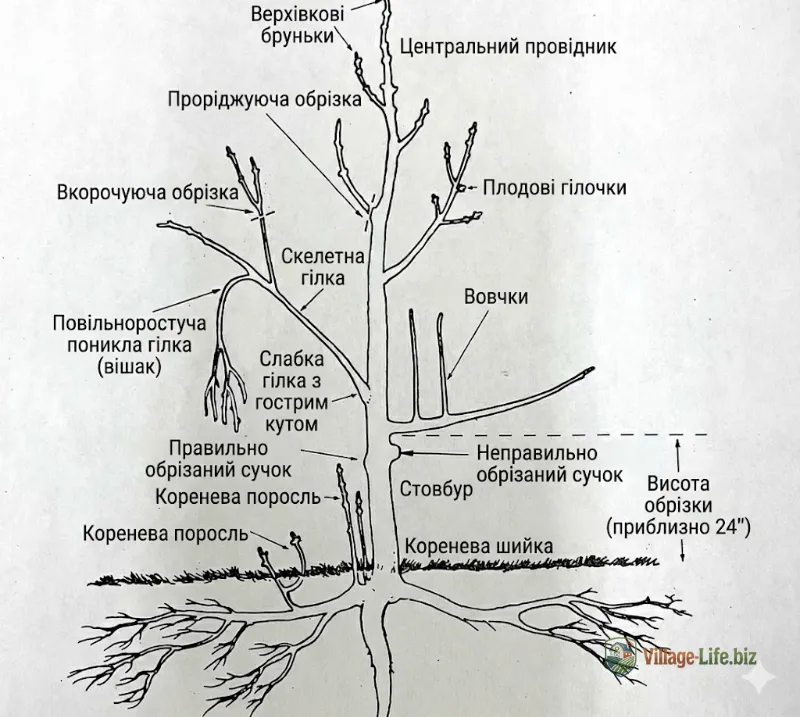 Схема визначення правильних місць зрізу на плодових деревах — центральний провідник, скелетні гілки, водяні пагони