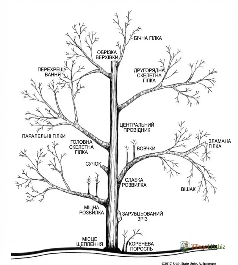 Схема обрізки яблуні