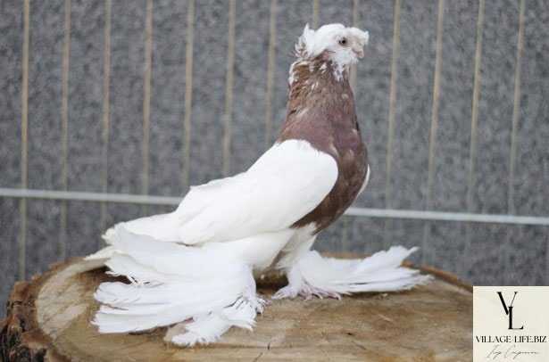 Походження Узбецьких голубів