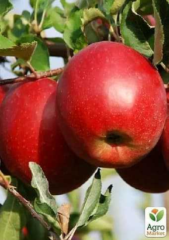 Яблуня "Джонаголд"