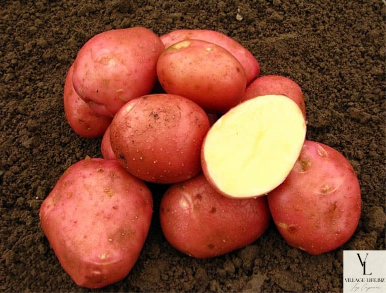 Картопля Беллароза: характеристика сорту