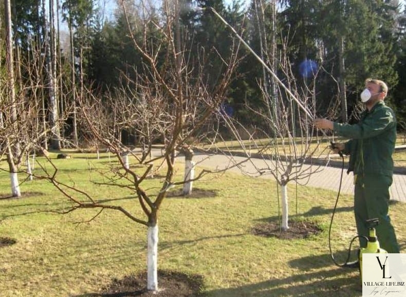 Садові роботи в березні 23 року, обприскування дерев