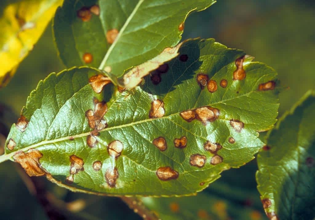 Альтернаріоз плодів — темні вдавлені плями