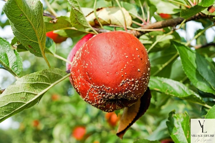 Хвороби яблуні і як з ними боротися