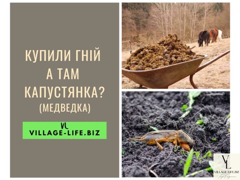 Купили гній, а в ньому “капустянка”: способи боротьби з медведкою
