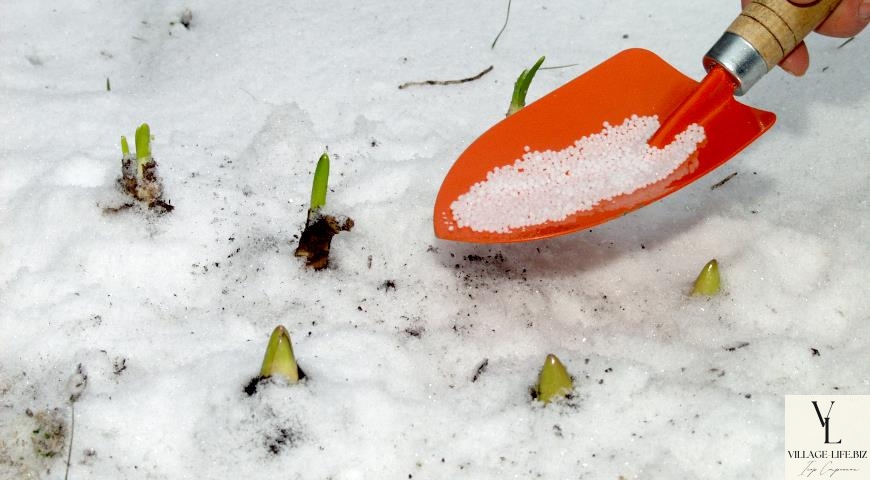 Початок танення снігу - весняні добрива для саду