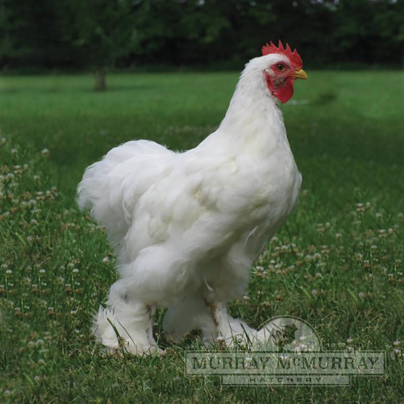 Білий Лангшан курка