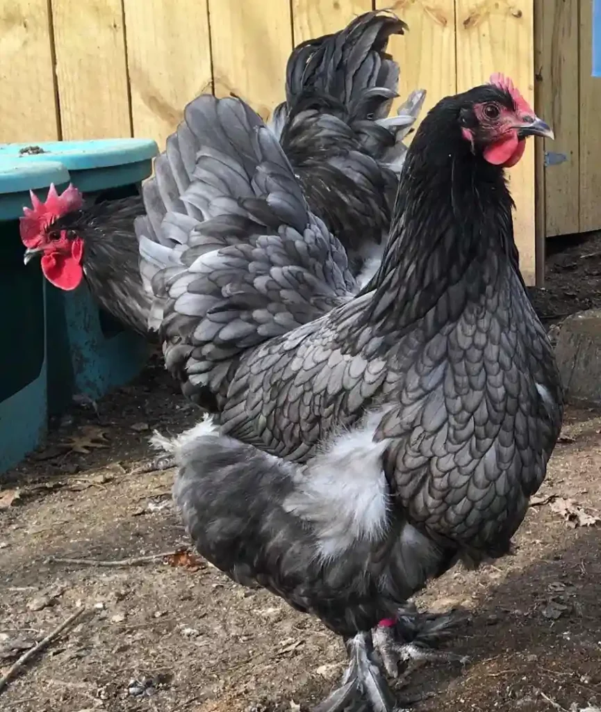 Блакитний Лангшан – курка крупним планом