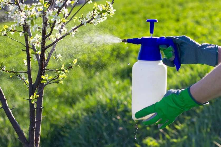 Бордоська рідина