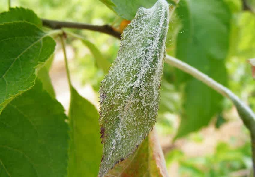 Борошниста роса на молодих паростках