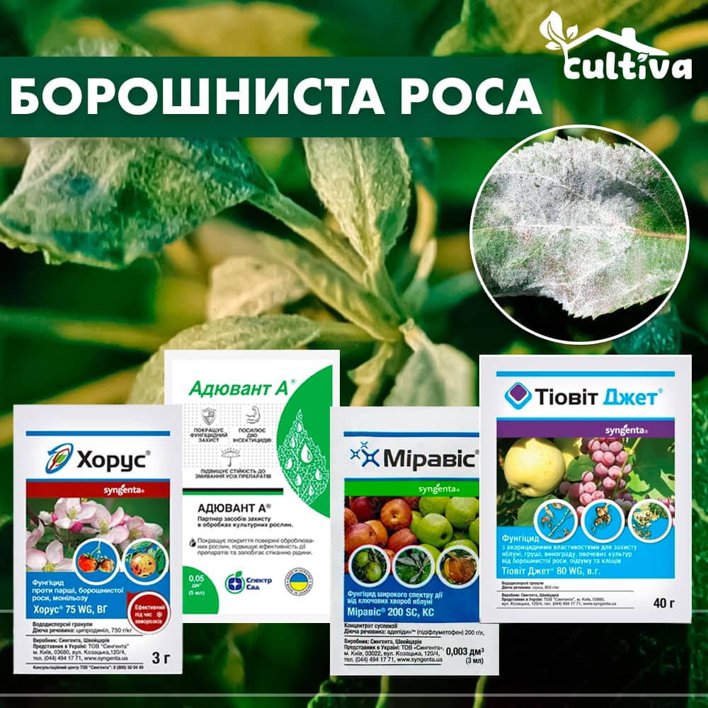 Борошниста роса яблуні