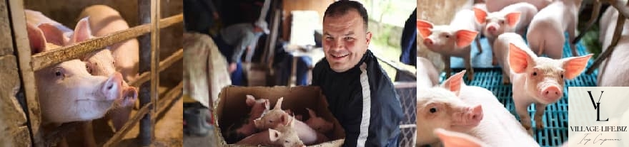 Який бізнес можна відкрити в селі - Розведення свиней