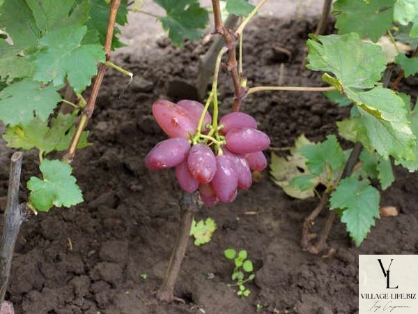 преображення виноград недоліки