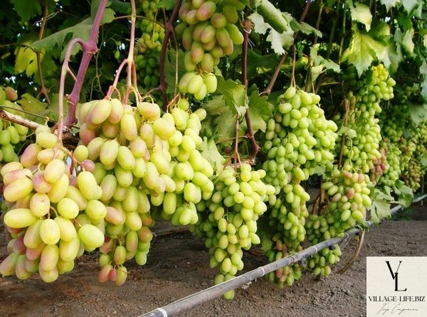 преображення виноград історія