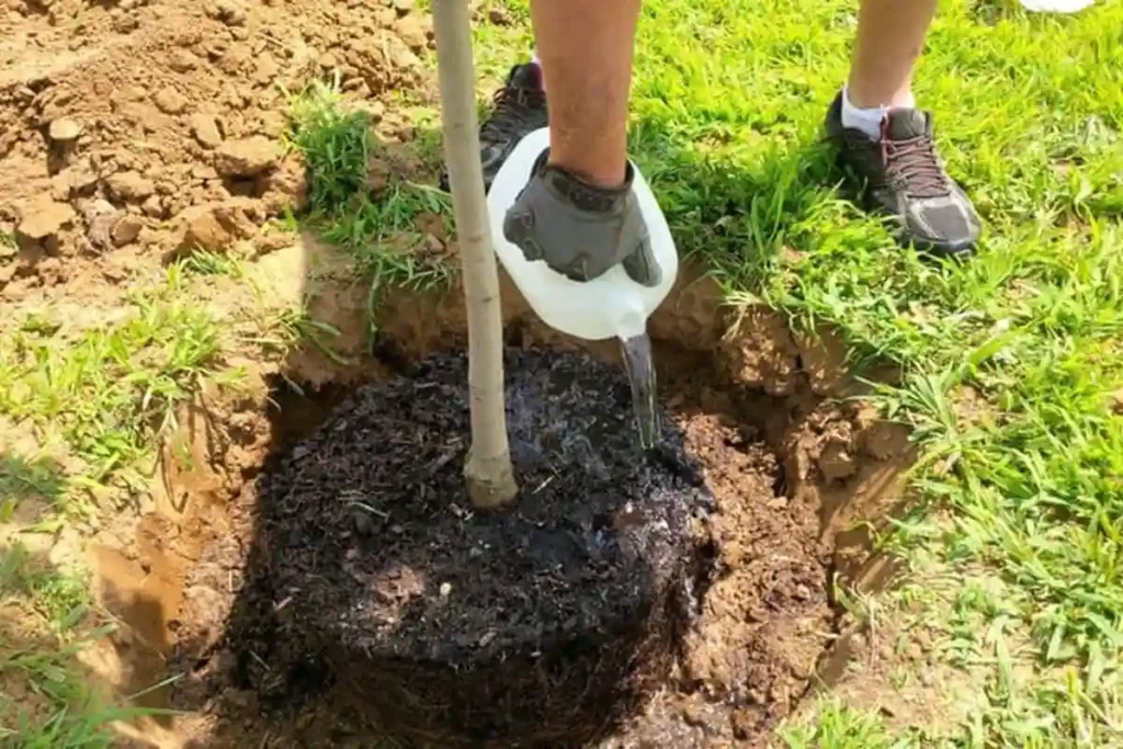 Чим і коли саме можна робити підживлення саджанців навесні 