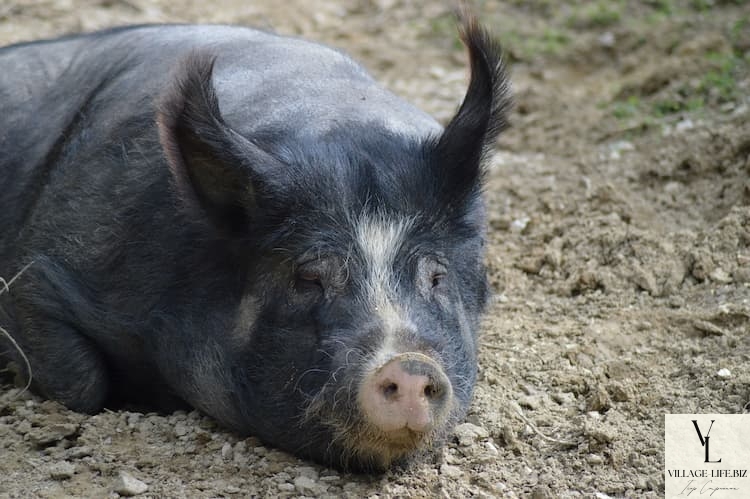 Чорна свиня - опис породи