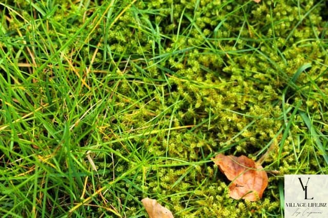 Причини появи моху на газоні
