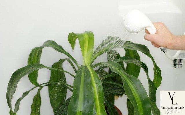 Які кімнатні рослини можна "ошпарювати"