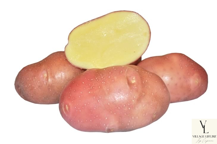Картопля беллароза
