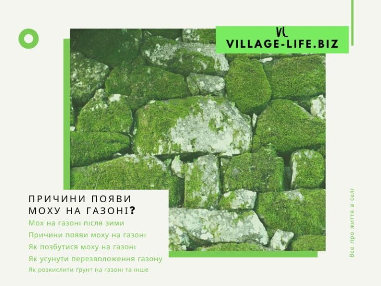 Як позбутися моху на газоні: причини появи і способи усунення