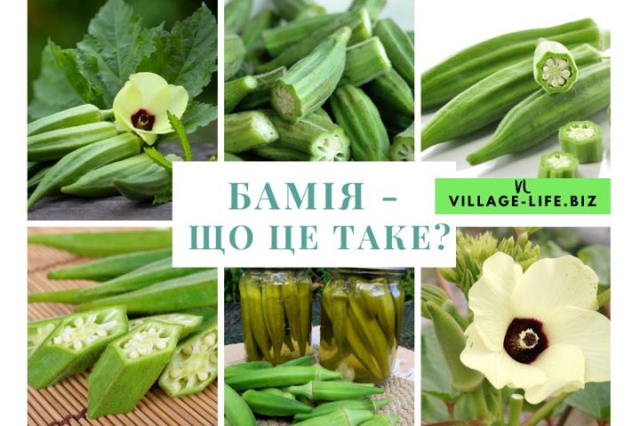 Бамія вирощування