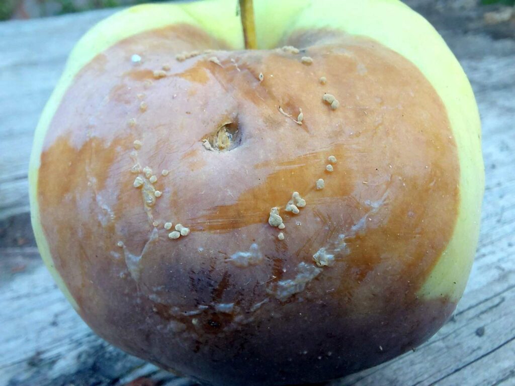 Моніліоз на різних стадіях розвитку