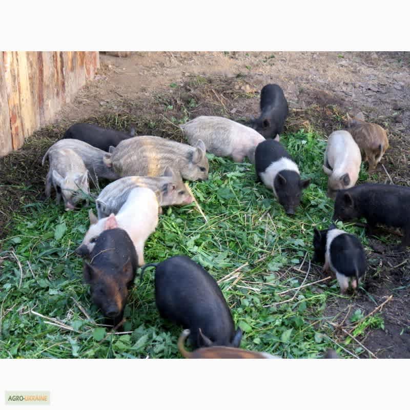 поросята мангала