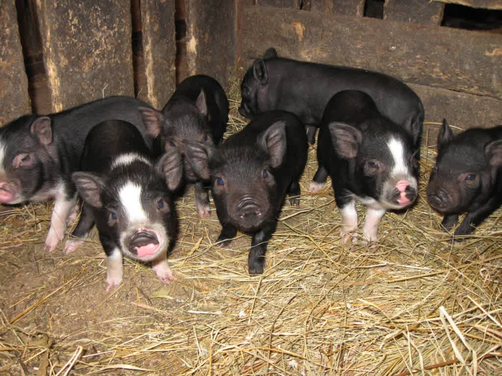 В'єтнамські поросята