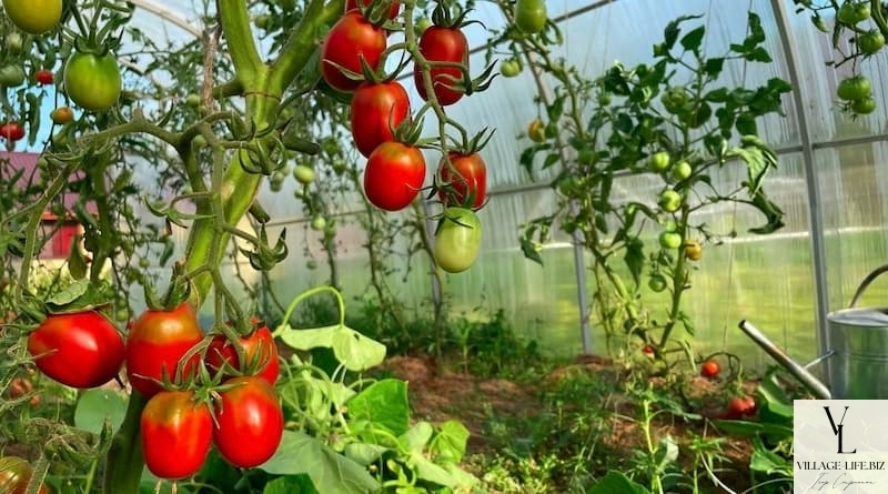 Вибір місця для посадки помідорів