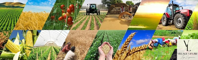 Розвиток сільського господарства