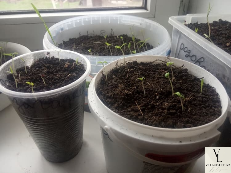 Як відродити здичавілу розсаду томатів
