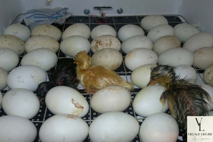 Висиджування качками яєць