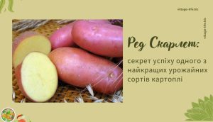 Ред Скарлет: секрети успіху урожайного сорту картоплі
