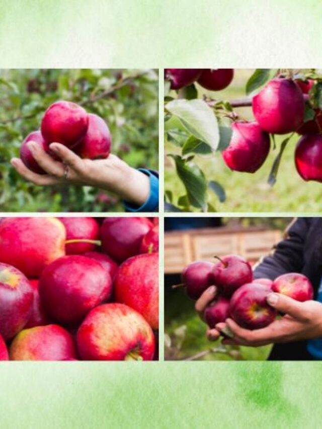 Схема підживлення яблуні на весь рік