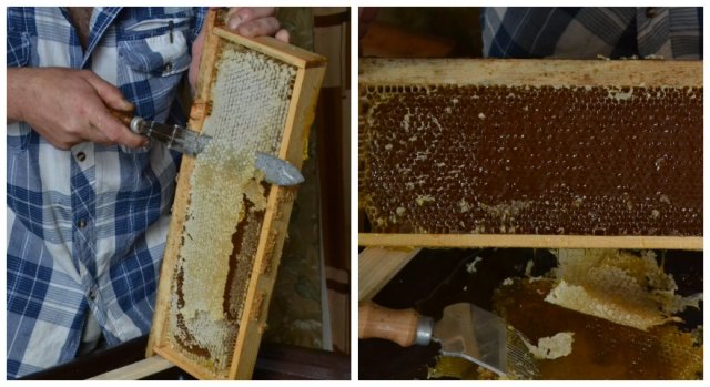 створення власної пасіки - готовий мед