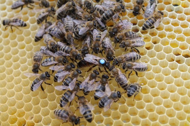 створення власної пасіки - породи бджіл