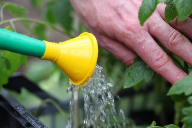 Якою водою поливати город, - правильно поливати рослини на городі