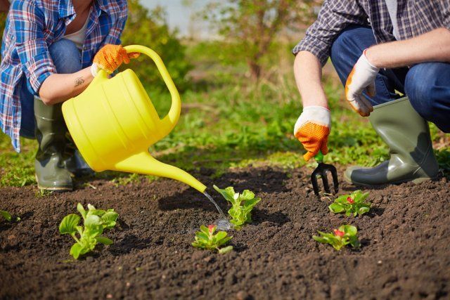 Поливайте рослини рясно, - поливати сад і город набагато рідше