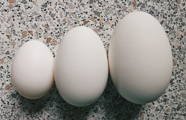 гусячі яйця, - особливості вирощування гусей