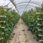 Шпалера для малини: види, як зробити своїми руками
