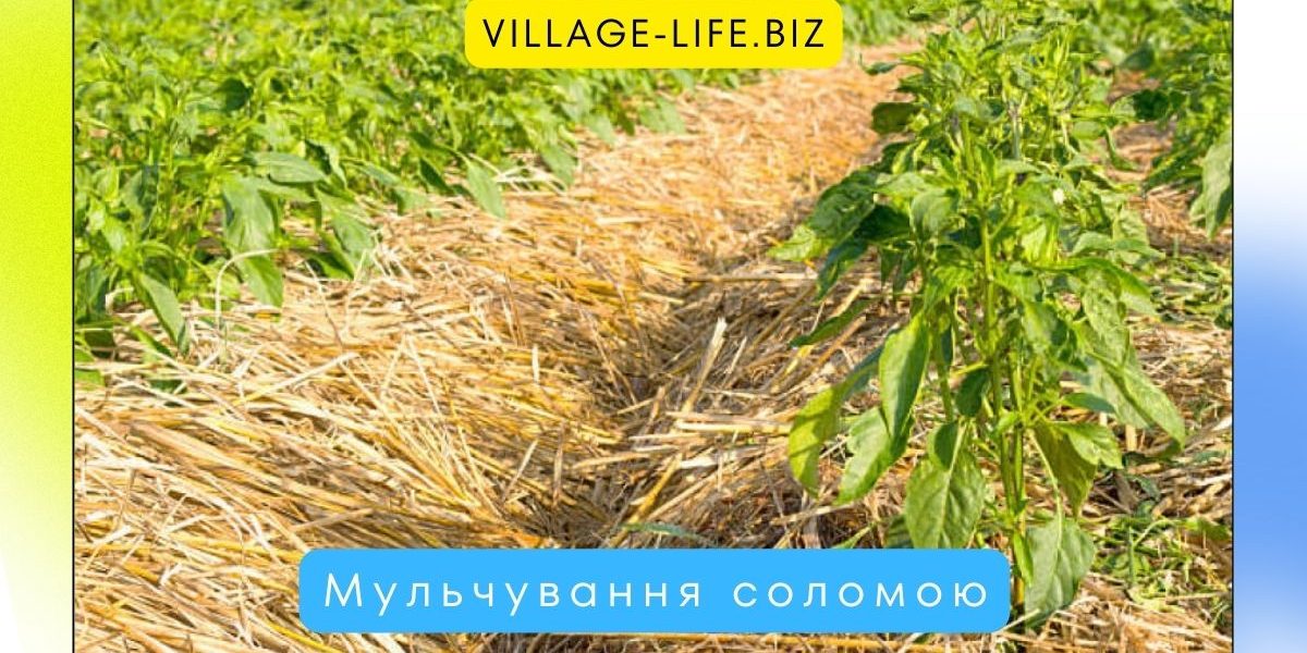 Мульчування соломою