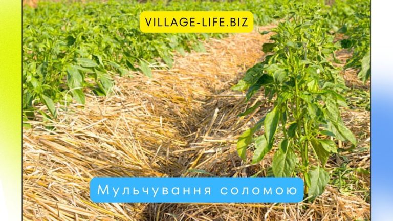 Мульчування соломою: як приготувати і застосовувати, щоб не нашкодити рослинам